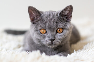 Obraz na płótnie Canvas Cute british shorthair blue kitten Selective soft focus