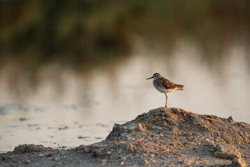 A Wood Sandpiper on a mound at Asker marsh, Bahrain