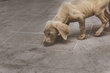 Weimaraner puppy dog photograph