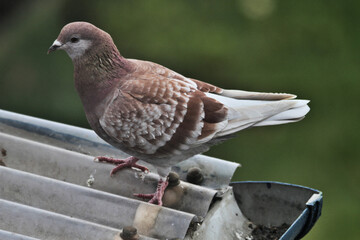 pigeon on the fence