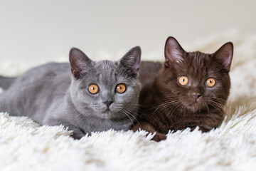 Two  british shorthair kittens Selective soft focus