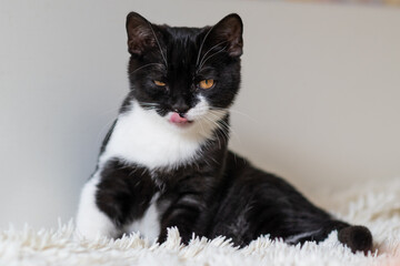 Bicolor british shorthair kitten, cute paws. black and white cat. Funny emotions. Selective focus.