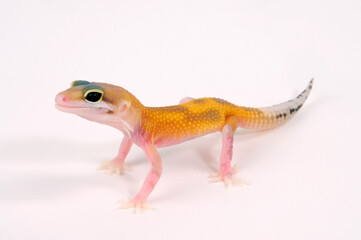 Leopard gecko / Leopardgecko (Eublepharis macularius) - Tangerine Eclipse 