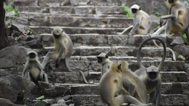 Group of monkeys sitting on stairs, at Jatashankar waterfal in Junagadh, Gujarat, India