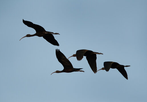 Glossy Ibis in the lake in Buharin, Bahrain
