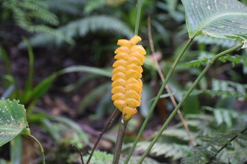 Yellow unusual flower