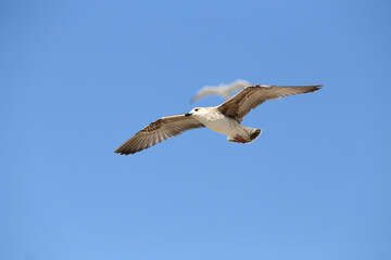 Seagull in low level flight against the blue sky