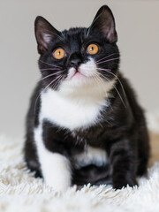 Bicolor british shorthair kitten, black and white cat. Funny emotions. Selective focus.