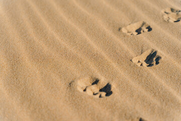 Fototapeta na wymiar selective focus. dog footprints on the sand on the beach. vacation with pets. texture and paws, wallpaper. weekend at sea with a dog.