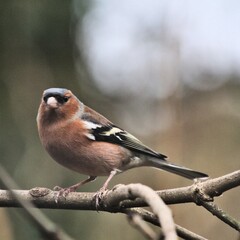 A close up of a Chaffinch
