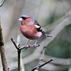 A close up of a Chaffinch