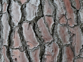 large, tree bark  background texture, close up