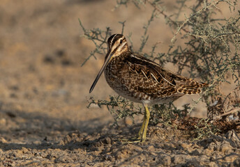 Portrait of a Common snipe at Akser Marsh in the morning hours at Bahrain.
