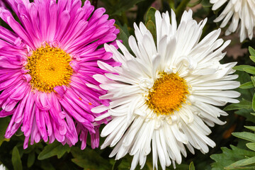 Asters pink and white