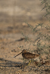 Common snipe in its habitat at Akser Marsh, Bahrain.