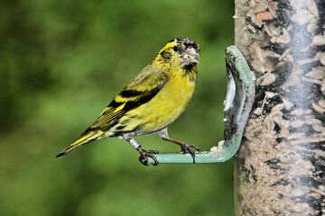 A close up of a Greenfinch