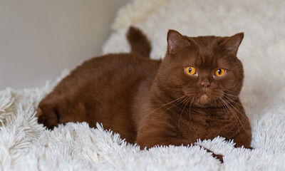 Portrait of big British short hair, brown  cat. cinnamon color.