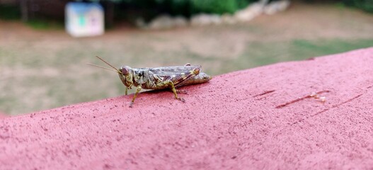 Grasshopper on the deck