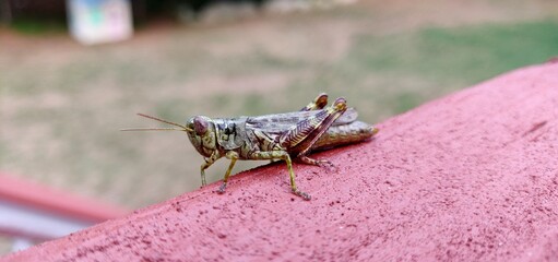 Grasshopper