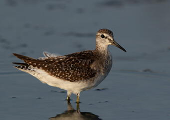 Closeup of a Wood Sandpiper at Asker marsh, Bahrain