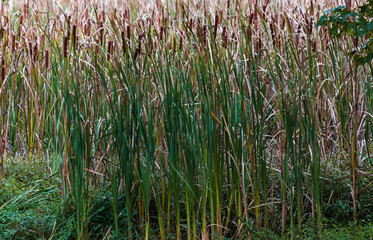 Cattails