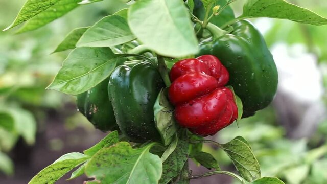 Rows plantation of ripe bell pepper with water drops. Unripe Green paprika plant in the garden. Growing organic Eco vegetables. Agricultural land and farming. Capsicum bell pepper in a soil.