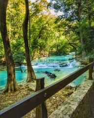 Fototapeta premium river in the forest