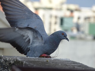 close up of a pigeon