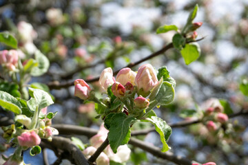 apple tree flowers