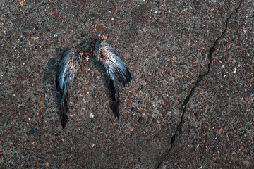 dead dove wings