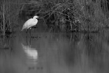 Little Egret at Asker marsh with dramatic reflection on water, Bahrain