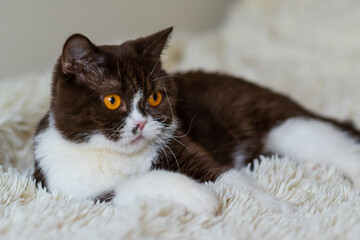 Obraz na płótnie Canvas Portrait of funny british shothair bicolor cat 