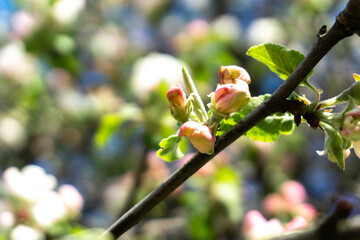 blooming apple tree in spring