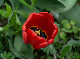 red tulip in the garden