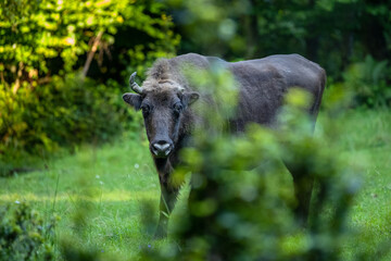 Wild European Bison (Bison bonasus) in the natural habitat. Bieszczady. Carpathian Mountains. Poland.