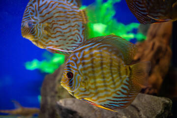 Discus fish swim against the background of stone and algae. Yellow striped discus.