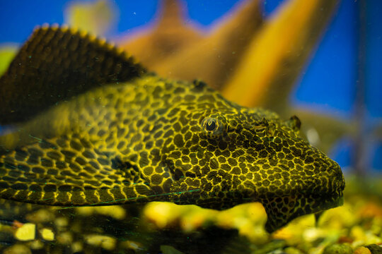 Pterygoplichthys gibbiceps close-up, looking at the camera. Pterygoplichthys gibbiceps disguises itself in reefs.
