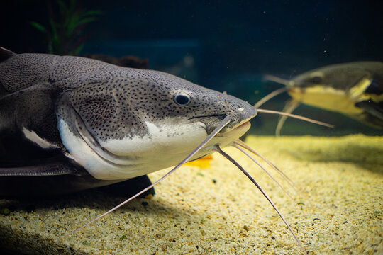 Tiger catfish close-up. The catfish lies on a yellow pebble. Another catfish is floating in the distance. Brachyplatystoma tigrinum.