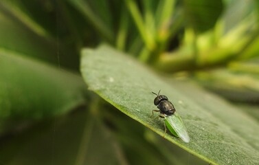 fly on green leaf