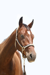 Side view portrait of a beautiful saddle horse on white background