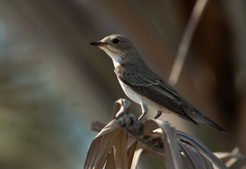 Spotted Flycatcher perched on a date tree at Asker marsh