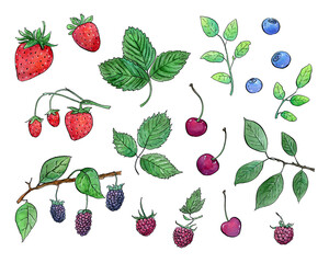 Berries clipart is a paint set of hand-drawn vector line art and watercolor digital illustrations