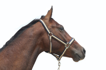 Thoroughbred stallion posing for cameras against white colored background