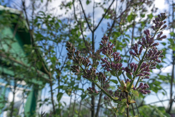 flowers and sky