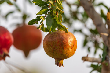 One pomegranate on three