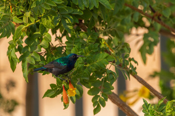 One male of palestine sunbird standing on the orange flower