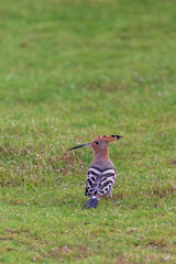 Hoopoe on the grass