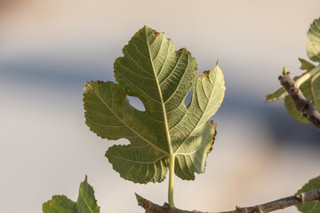 Back side of the mature green leaf at sunrise