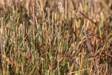 Background from cutted grass