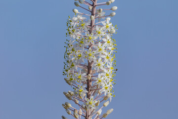 Flowering part of the squill flowers on the sky background